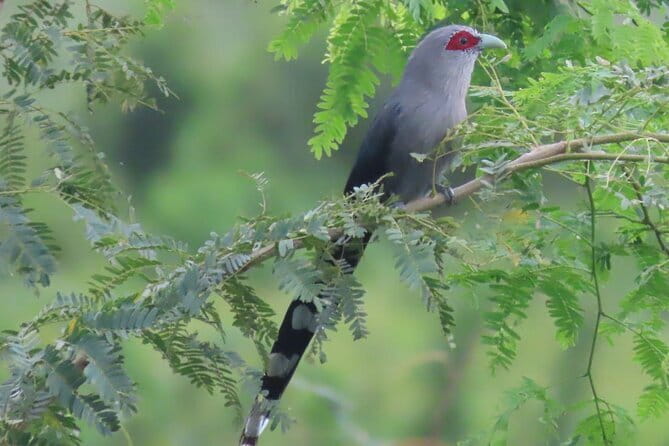 Beyond The Oudong Temple and Birdwatching in Phnom Penh - Key details worth knowing