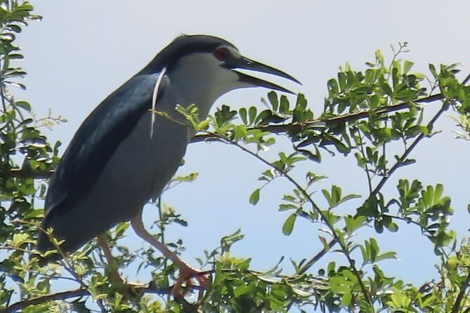 Beyond The Oudong Temple and Birdwatching in Phnom Penh - An early start near Phnom Penh