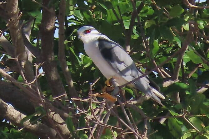 Beyond The Oudong Temple and Birdwatching in Phnom Penh - Birdwatching at Oudong Temple