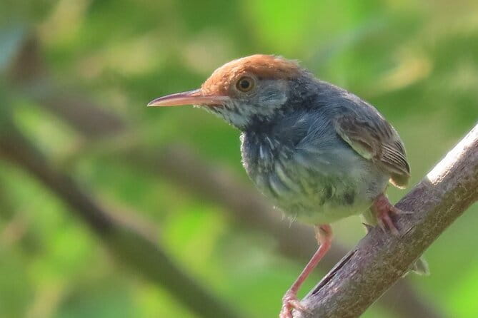 Beyond The Oudong Temple and Birdwatching in Phnom Penh - The first countryside stop and its small birds