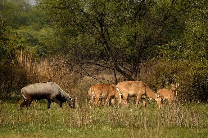 Bharatpur Bird watching & Wildlife from Delhi - Why Keoladeo makes a good break from Delhi