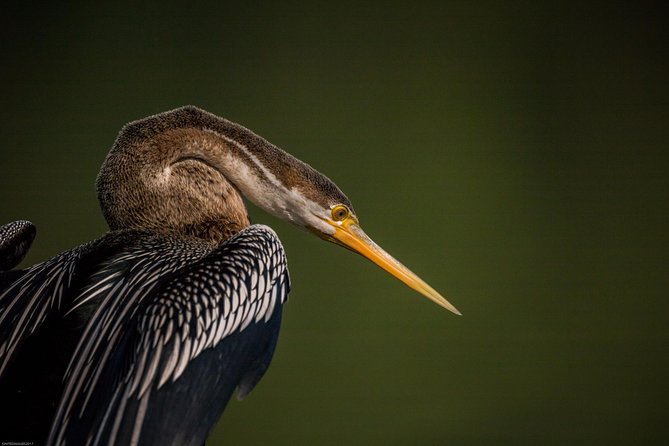 Bharatpur Bird watching & Wildlife from Delhi - What else you might see among the marshes