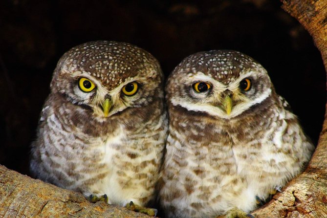 Bharatpur Bird watching & Wildlife from Delhi - Who should book this Bharatpur day trip?