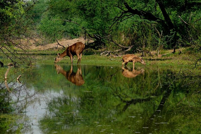 Bharatpur Birding adventure from Delhi - Why Keoladeo is worth the long ride from Delhi
