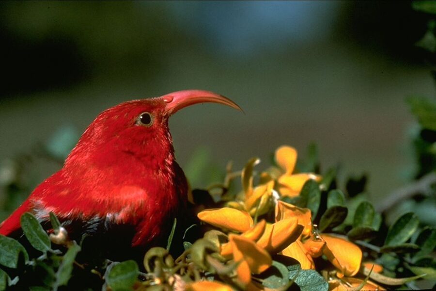 Big Island: Native Bird Watching & Hiking Tour - Five hours inside the refuge