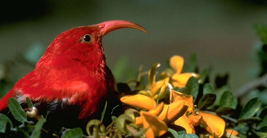 Big Island: Native Bird Watching & Hiking Tour - The birds you may search for