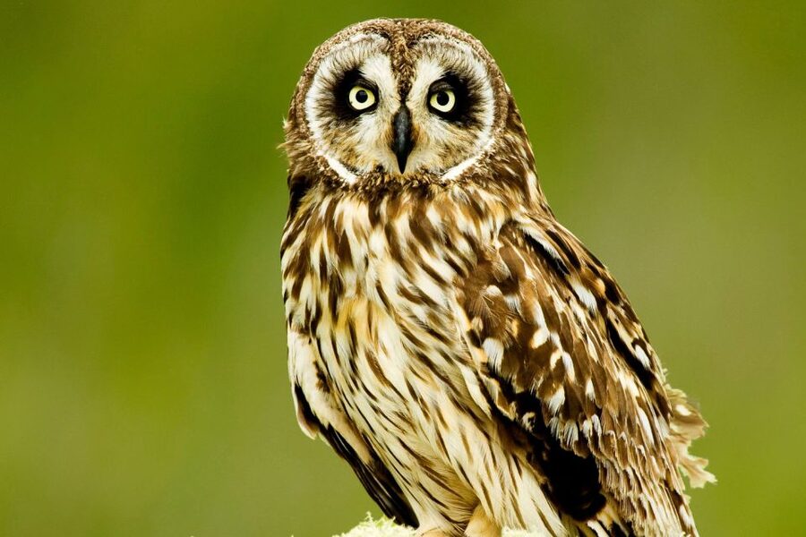 Big Island: Native Bird Watching & Hiking Tour - More than birds: plants, insects, and conservation