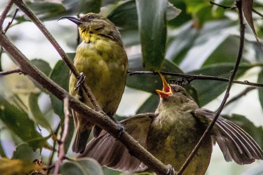 Big Island: Native Bird Watching & Hiking Tour - Is $287 a fair price?