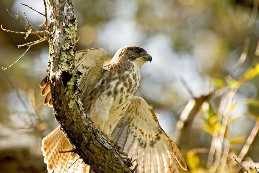Big Island: Native Bird Watching & Hiking Tour - Book it or choose an easier nature outing?