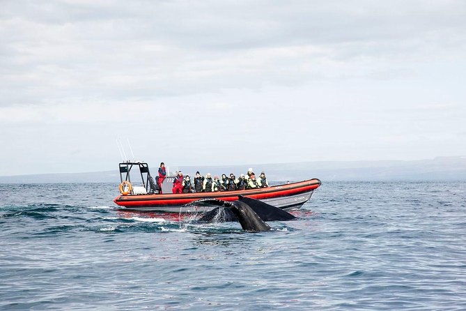Big Whales & Puffins RIB boat tour from Húsavík - Why Húsavík is a good place for whale watching