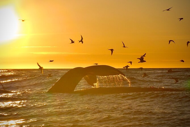 Big Whales & Puffins RIB boat tour from Húsavík - Sailing toward Lundey, Puffin Island