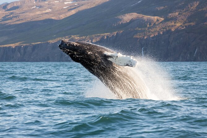 Big Whales & Puffins RIB boat tour from Húsavík - Searching Skjálfandi Bay for whales
