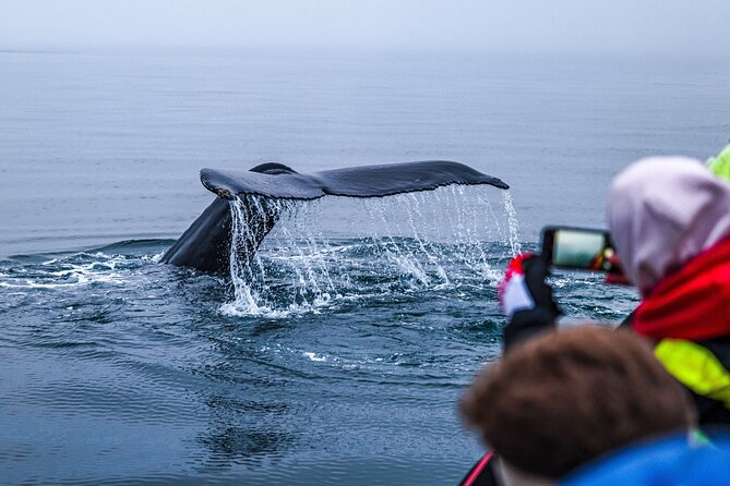 Big Whales & Puffins RIB boat tour from Húsavík - Tjörnes Peninsula and the wider setting