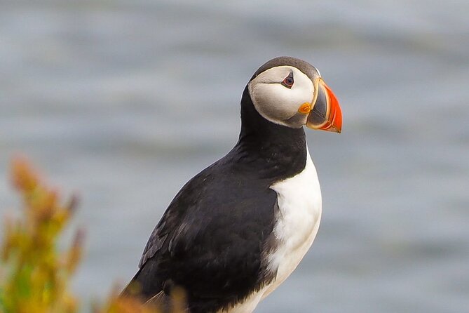 Big Whales & Puffins RIB boat tour from Húsavík - How rough and cold is the ride?