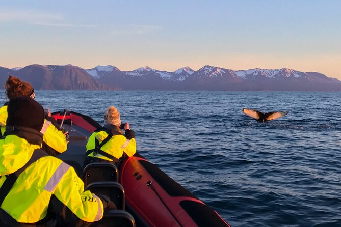 Big Whales & Puffins RIB boat tour from Húsavík - Price and overall value