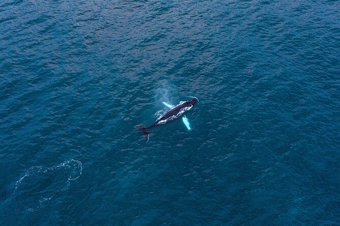 Big Whales & Puffins RIB boat tour from Húsavík - A small boat changes the whole experience