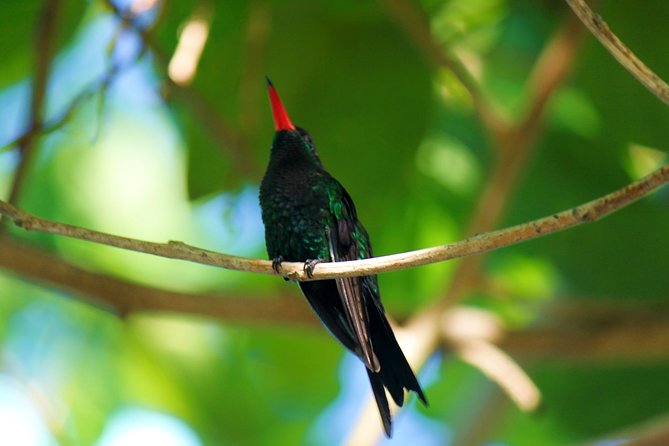 Bird Feeding Sanctuary, Montego Bay Highlights and Columbus Park Day Adventure - Key points to know before booking
