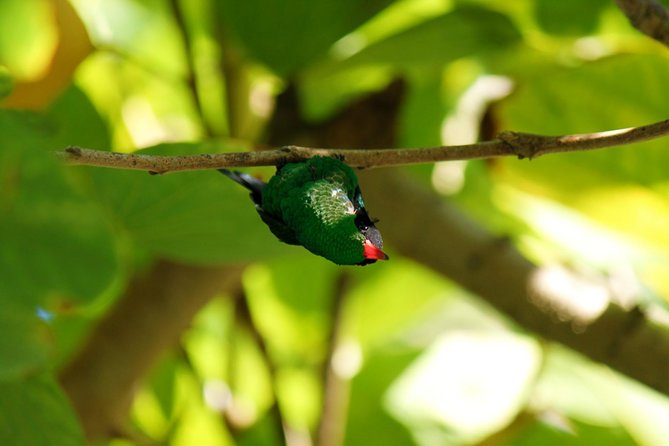 Bird Feeding Sanctuary, Montego Bay Highlights and Columbus Park Day Adventure - Why this private Jamaica day works well