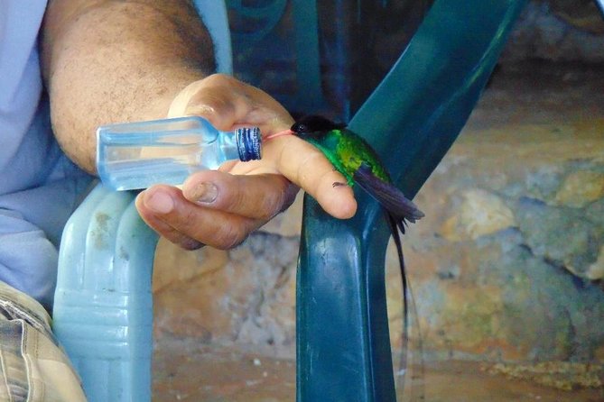 Bird Feeding Sanctuary, Montego Bay Highlights and Columbus Park Day Adventure - What the private guide service adds