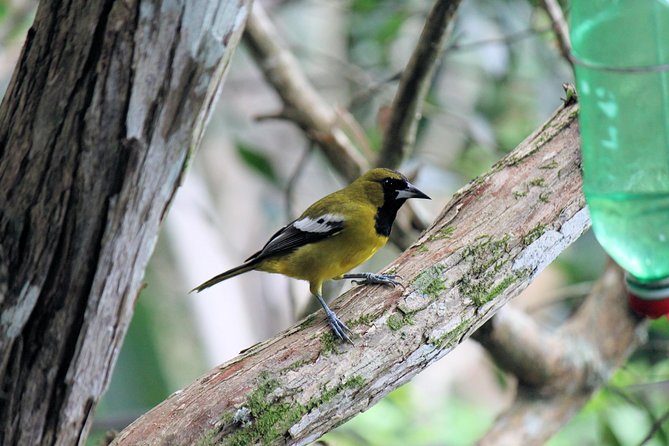 Bird Feeding Sanctuary, Montego Bay Highlights and Columbus Park Day Adventure - Lunch, drinks, and the value of $200