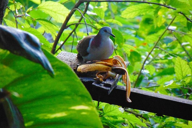 Bird Feeding Sanctuary, Montego Bay Highlights and Columbus Park Day Adventure - Should you book the Columbus Park and Rocklands tour?
