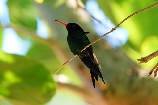 Bird Feeding Sanctuary, Montego Bay Highlights and Columbus Park Day Adventure - Rocklands Bird Sanctuary and the hand-feeding moment