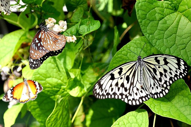 Bird Park & Butterfly Farm Nature Include All Entrance Tour From Kuala Lumpur - The best parts of this nature outing