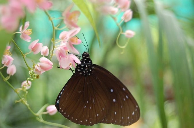 Bird Park & Butterfly Farm Nature Tour From Kuala Lumpur - Key points to know before booking