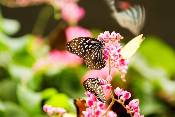 Bird Park & Butterfly Farm Nature Tour From Kuala Lumpur - Booking, cancellation, and practical planning