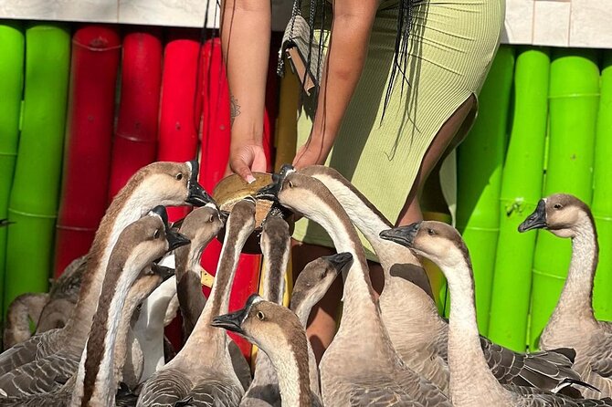 Bird Sanctuary and animal farm Day Tour - A short nature escape from Montego Bay
