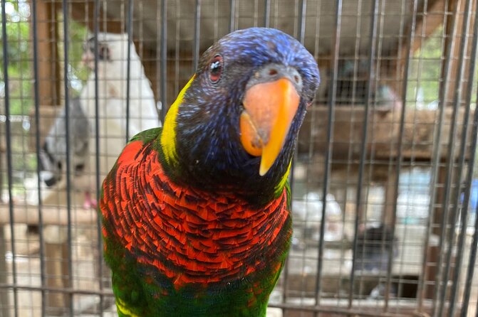Bird Sanctuary and Montego Bay City Tour - Why this tour works for a short Montego Bay visit