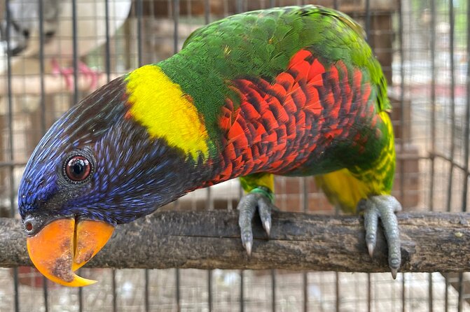 Bird Sanctuary and Montego Bay City Tour - DBoss Farm and Bird Sanctuary in Ironshore