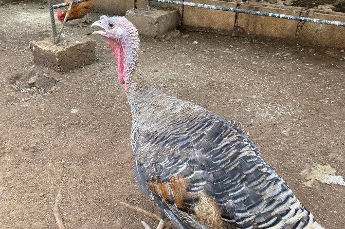 Bird Sanctuary and Montego Bay City Tour - A guide who adds value beyond the route