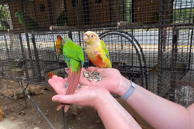Bird Sanctuary and Montego Bay City Tour - Timing, pickup, and practical details