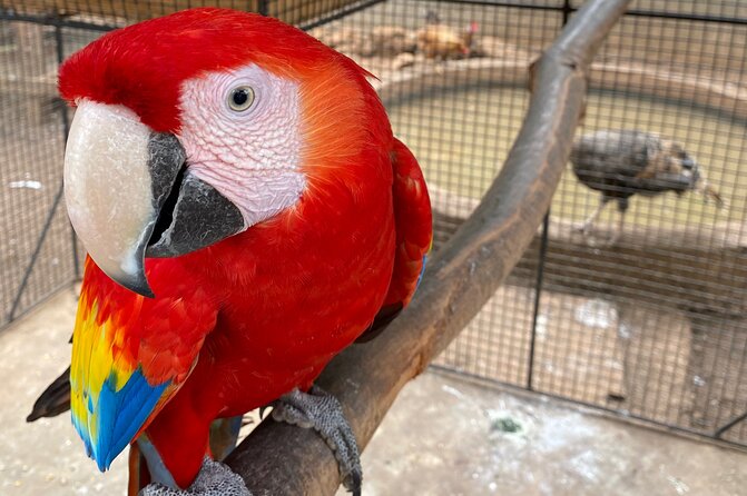 Bird Sanctuary and Montego Bay City Tour - St James Parish Church and Montego Bay’s historic center