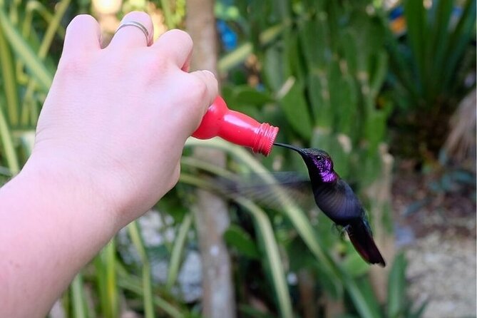 Bird Sanctuary and/or Lethe Bamboo Rafting from Montego Bay - What the $85.49 price really covers