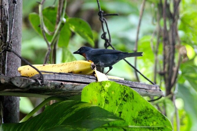 Bird Sanctuary and/or Lethe Bamboo Rafting from Montego Bay - Transport, pickup, and the day’s pace