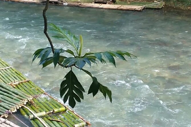 Bird Sanctuary and/or Lethe Bamboo Rafting from Montego Bay - Who will enjoy this outing most?