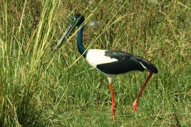 Bird Sanctuary, Bharatpur & Taj Mahal, Agra Day Tour from Delhi - Three hours among the birds at Keoladeo