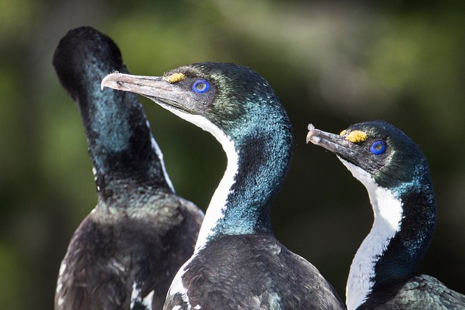 Bird Watching and Dolphin Eco-Tour to Blumine Island - What the crew adds to the experience