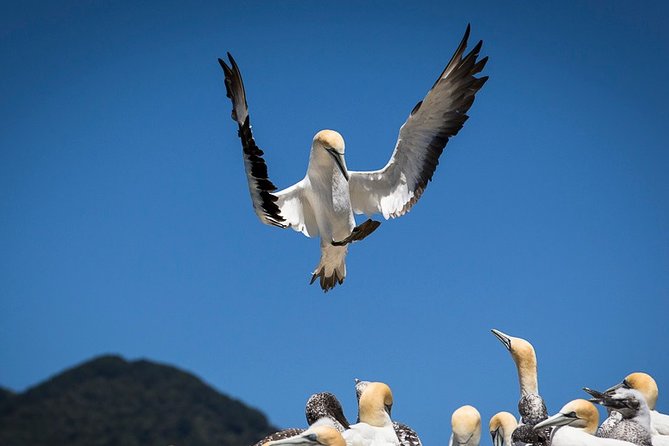 Bird Watching and Dolphin Eco-Tour to Blumine Island - Weather, comfort, and the limits of nature tours
