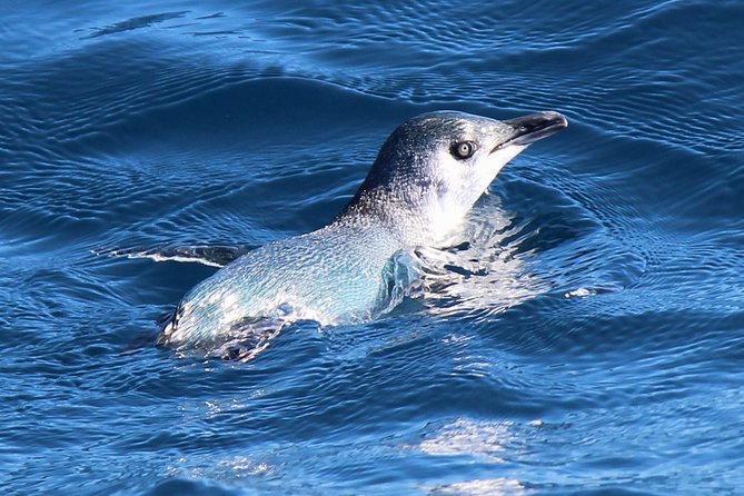 Bird Watching and Dolphin Eco-Tour to Blumine Island - What the €112.18 price covers