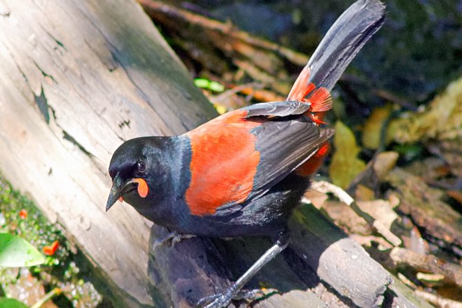 Bird Watching and Dolphin Eco-Tour to Blumine Island - Timing, meeting point, and cancellation terms