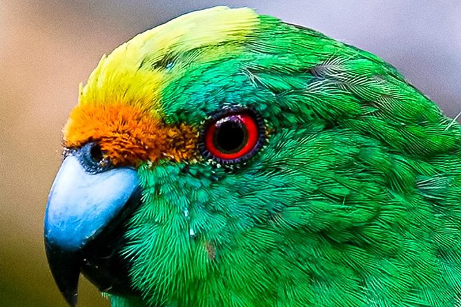 Bird Watching and Dolphin Eco-Tour to Blumine Island - The island walk and bird-watching conditions
