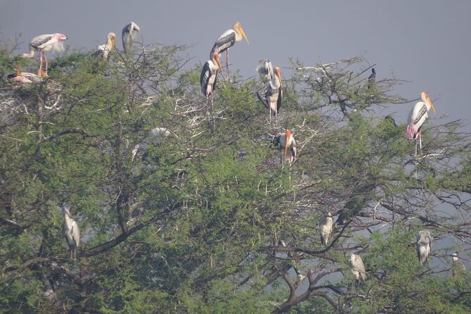Bird Watching at Nandur Madhyameshwar Wildlife Sanctuary Nashik - Why Nandur Madhyameshwar is worth your morning