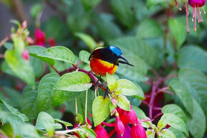 Bird Watching Doi Inthanon - Key points to know before booking