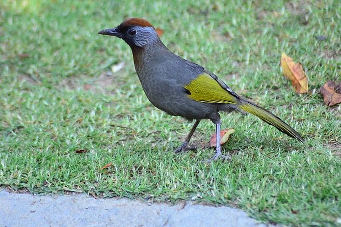 Bird Watching Doi Inthanon - The 5:00 to 5:30 am pickup from Chiang Mai