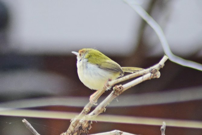 Bird Watching Doi Inthanon - Sunrise, cool air, and the summit area