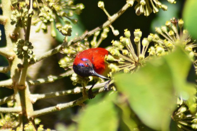 Bird Watching Doi Inthanon - What Joe adds to the experience