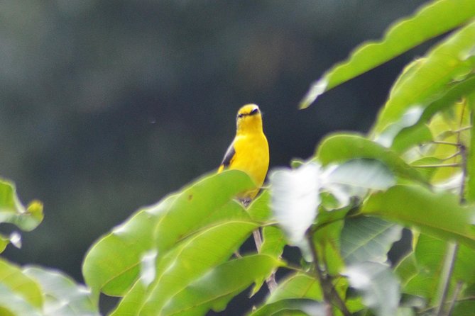 Bird Watching Doi Inthanon - Who should book this Doi Inthanon day trip?